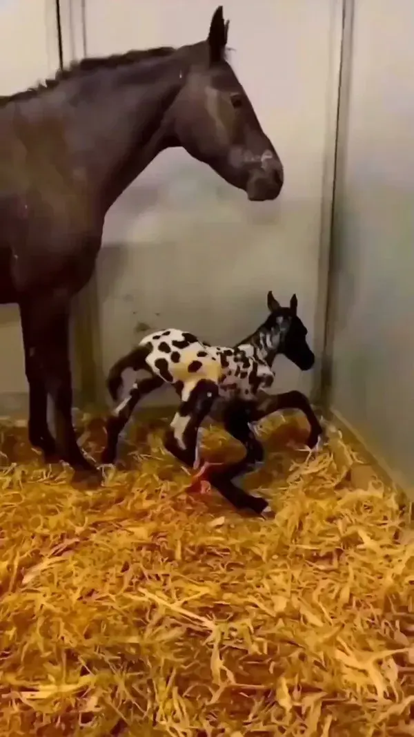 Baby horse ♥️