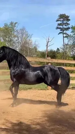 black horse