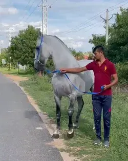 Marwari Horse [Rare Color]