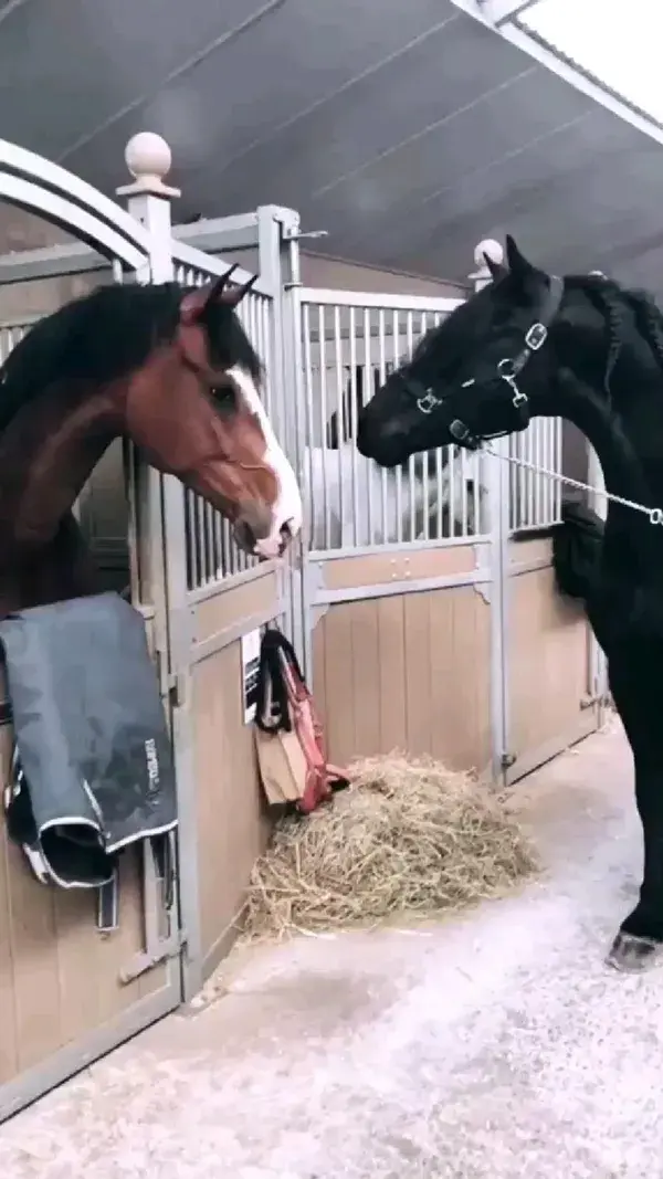 LOVELY 🐎❤🐎 HORSES