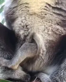 Les bébés koala vous feront fondre !!!!