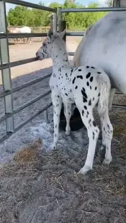 Cute foal 🐎🐴❤