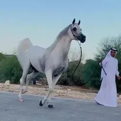 Hariry Al Shaqab Arabian Stallion