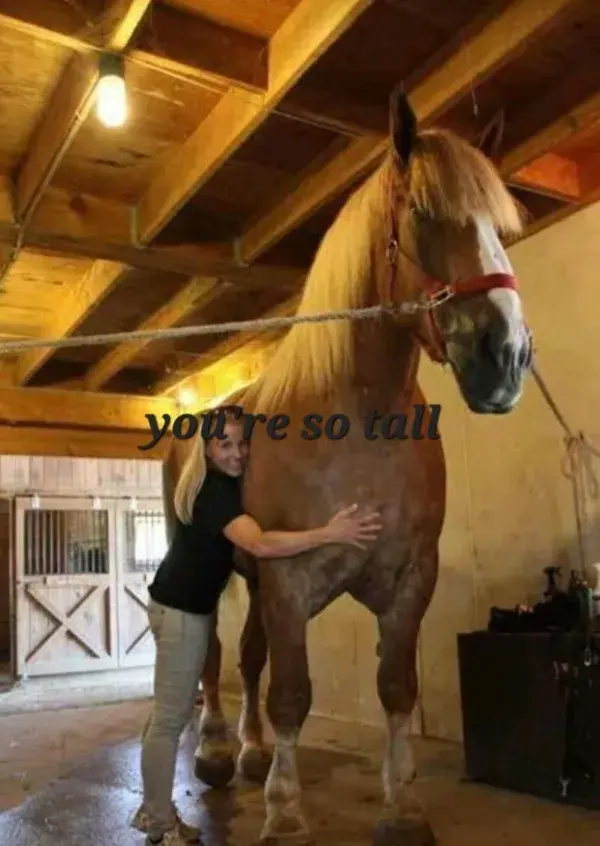 Taylor horse