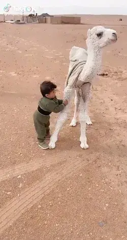 A child tames a baby camel