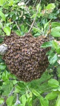 Nice swarm in our apple tree