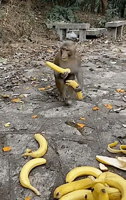 Macaque stealing bananas