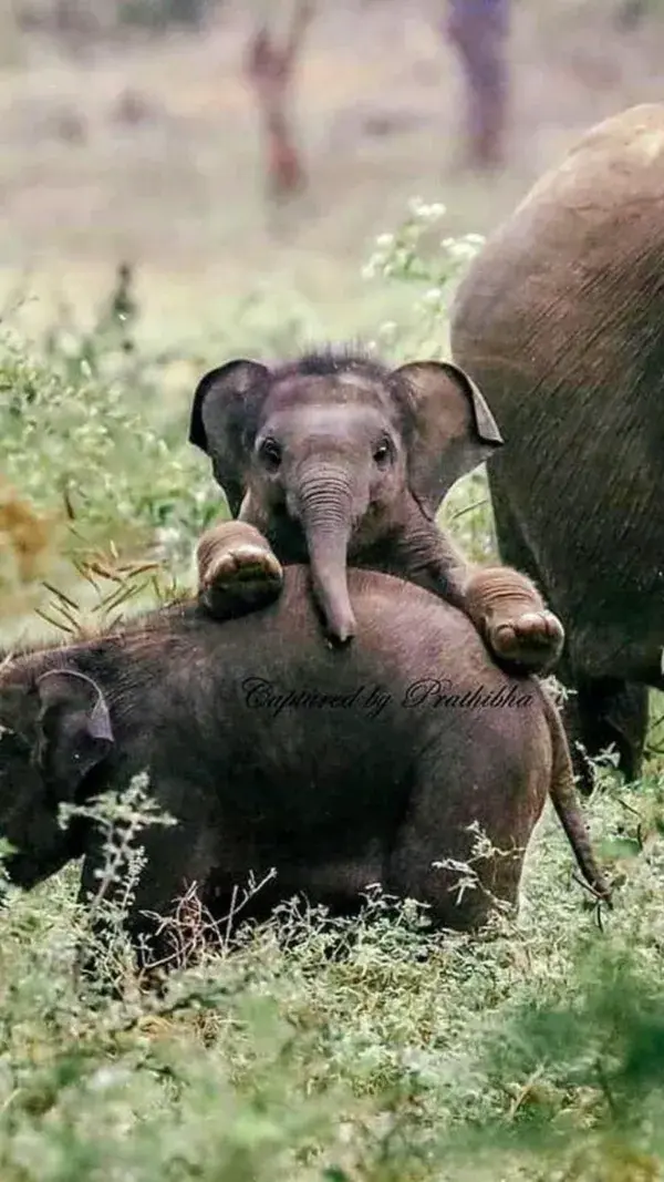 cute little creature🐘💗