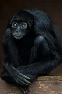 Nature's Primate Beauty: Exquisite Spider Monkey Photos & Video on Facts - nature animal tattoo pets