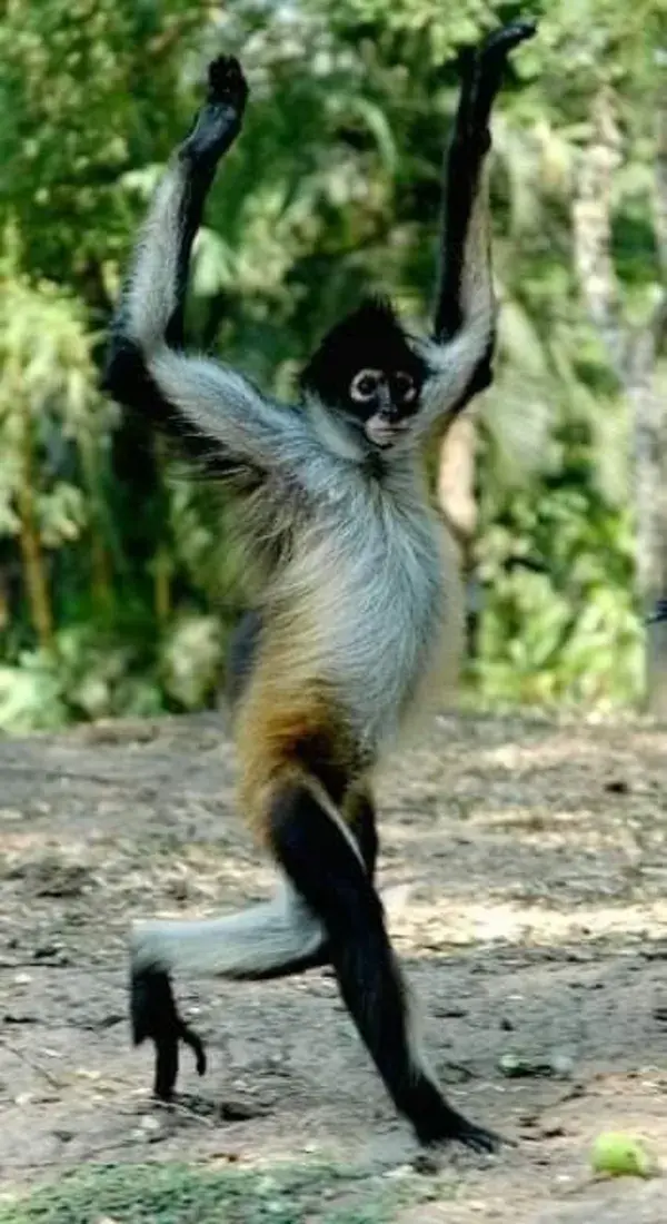 Nature's Primate Beauty: Exquisite Spider Monkey Photos & Video on Facts - nature animal tattoo pets