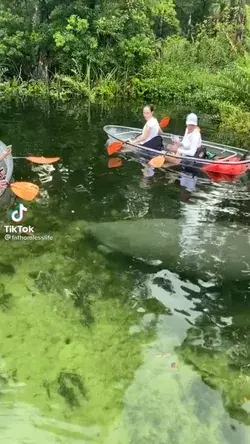 Manatees at Weeki Wachee Springs … #FLAdventureCoast #LoveFL #WeekiWachee