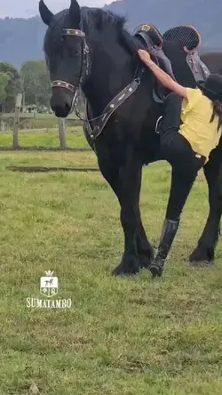 Gentle Giant Horse ❤ By 🎥 @sumatambo