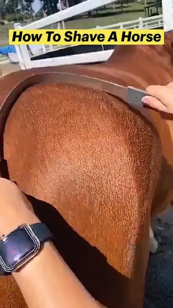 How To Shave A Horse-Interesting horse farm