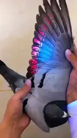 pigeon wings under a UV light 😳