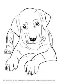 Dog coloring page