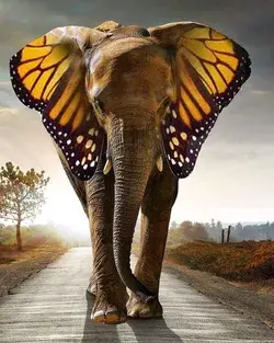 Elephant & Butterfly