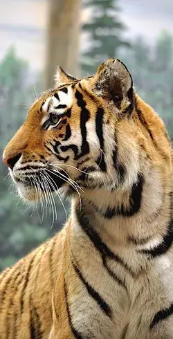 Majestic Tiger