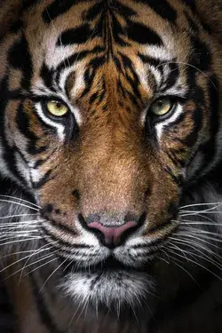Tiger Quotes Strength | White Tiger Quotes | Tiger Quotes Inspiration Strength | Quotes About Tiger