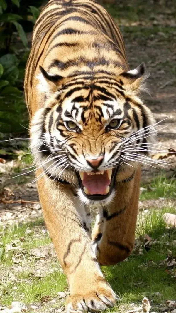 tiger