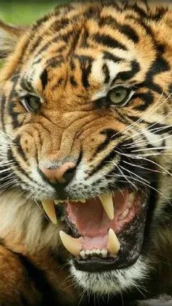 Angry Tiger