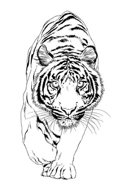 tiger drawn with ink from the hands