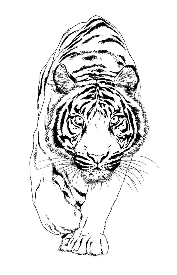 tiger drawn with ink from the hands