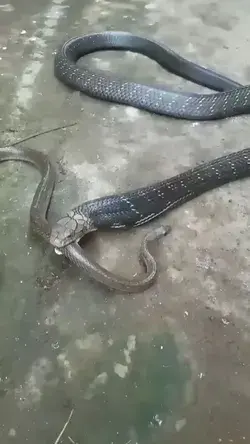 Cobra Comendo Cobra