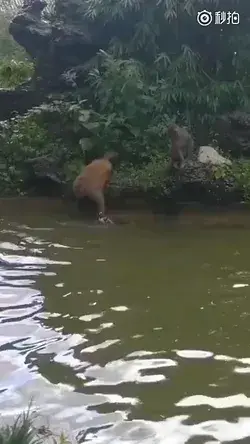 Mother monkey bathes the newborn monkey