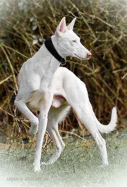 Ibizan Hound