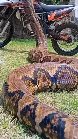 🐍Reticulated Python 📹 by @munding_aji .