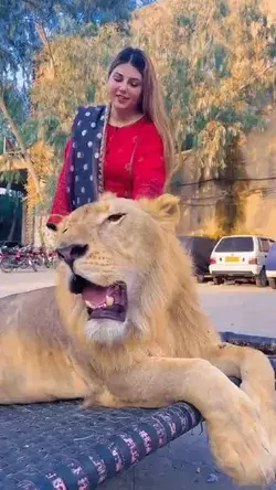 Lion playing with most beautiful girl