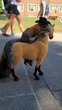 When he plays with the horse.🐴🐿️  Just chill and funny squirrel 😜😜  I love squirrel 🐿️🐿️🐿️