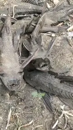 suckermouth catfish 🐟 #fish #river #deepseafishing #wild #wildanimals #alaskariver #🐟 #rivers