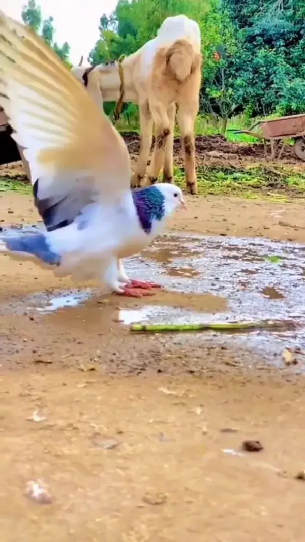 This bird is cooler than me