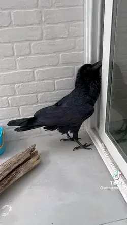 talking crow