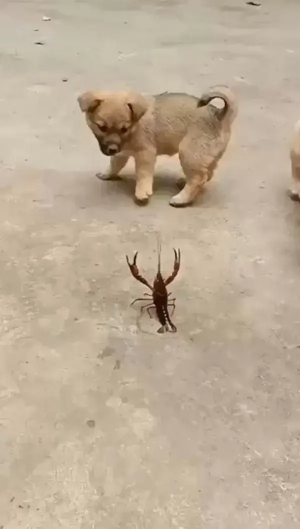 Lobster Vs Puppies!