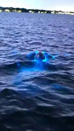 Incredible and magical moment of bottlenose dolphins swimming in water with bioluminescent organisms