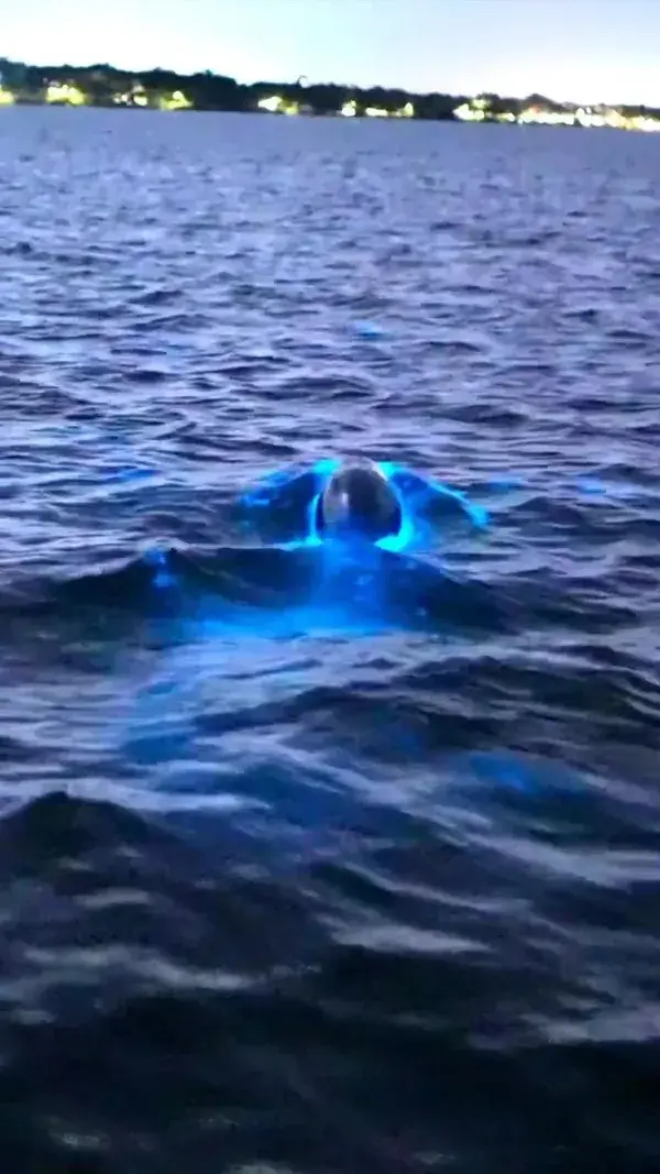 Incredible and magical moment of bottlenose dolphins swimming in water with bioluminescent organisms