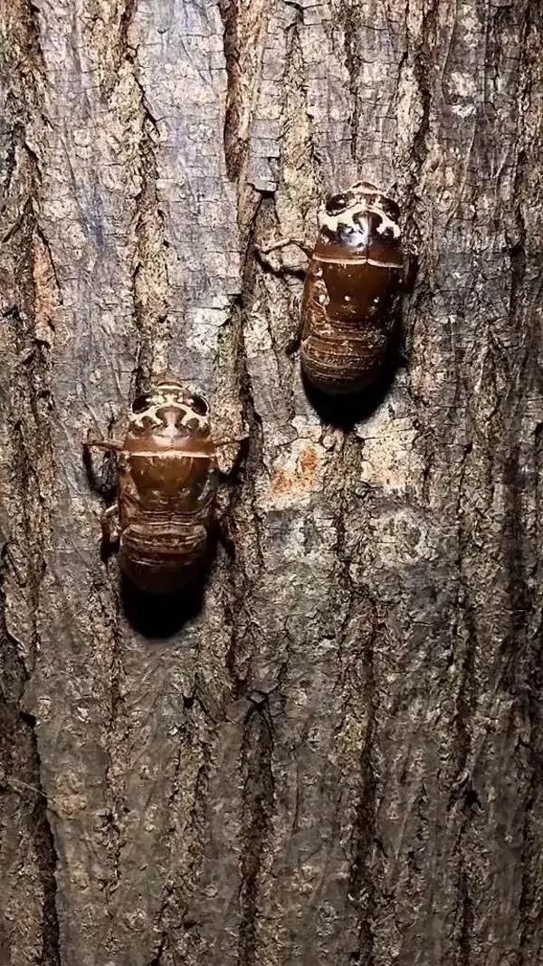 after years of underground life, cicadas have to be  transformed within one night.