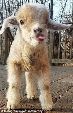 Cuteness overload! Former city worker quits career to care for goats