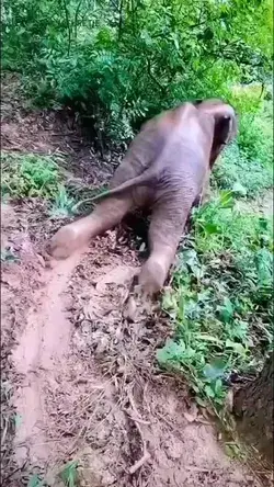 Baby elephant  enjoying sliding in the mud