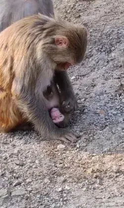 "The Cutest Monkey Photos You'll Ever See" Monkey toys Baby monkeys