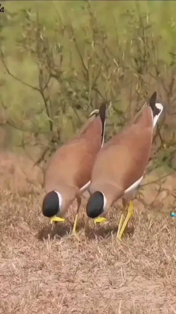 Birds syncron