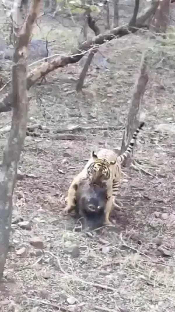 tiger hunting wild boar