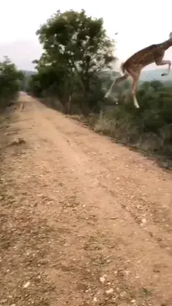 The baby deer is amazing jump