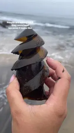 Shark Egg Found in California