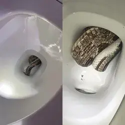 Alabama Household Finds Grey Rat Snake Hidden in Their Rest room, Photos Go Viral