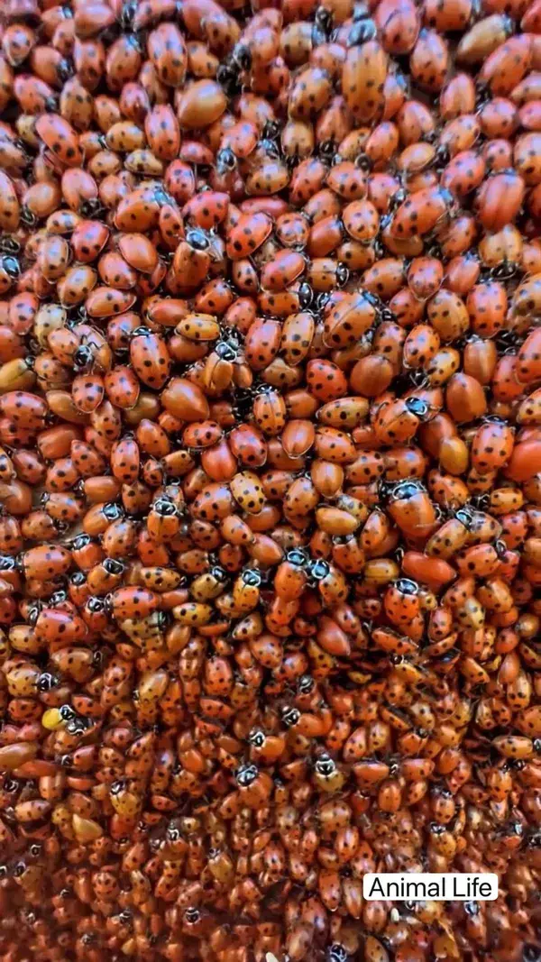 So many #ladybugs