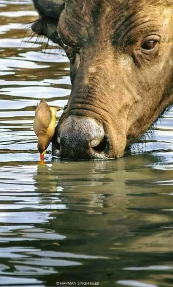 ant drinking water