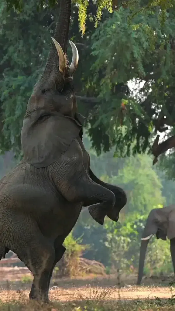 elephants